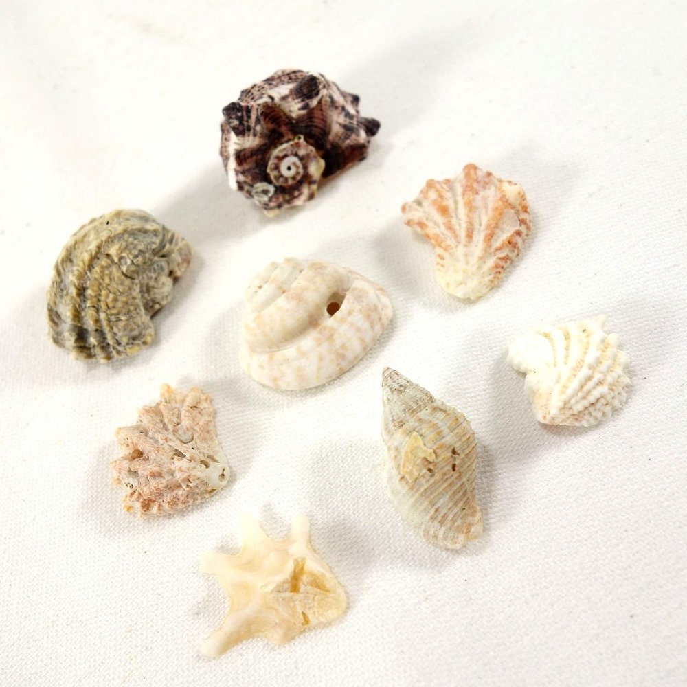 Natural Mini Shells Set of 8‎ Miniature Crafting Nautical Beach Decor Seashells